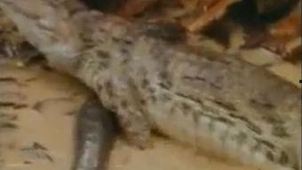鳄鱼吃瓜了的视频播放