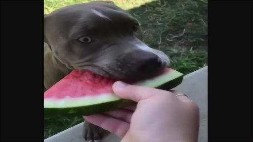 真假滑稽吃瓜视频