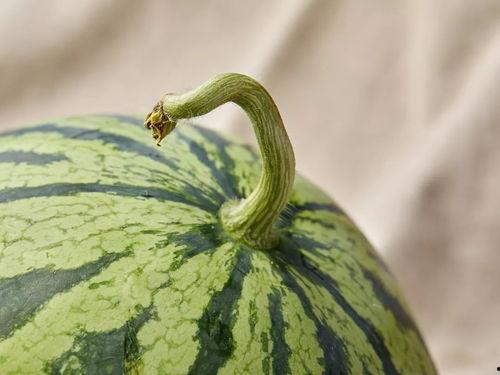 上海吃瓜案件最新进展视频,真相逐步浮出水面