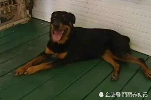 车祸三只狗吃瓜视频,吃瓜群众笑翻网络