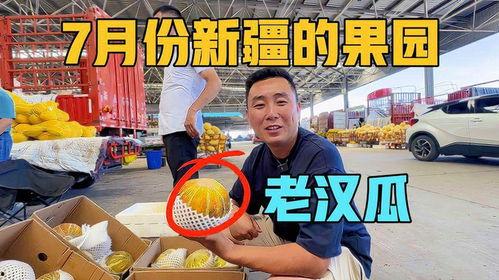 新疆吃老汉瓜视频,老汉瓜视频带你领略瓜果飘香