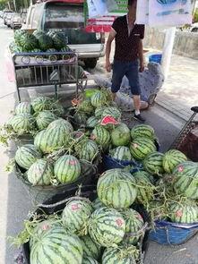 蒙阴垛庄吃瓜事件视频,一场引发热议的乡村奇观