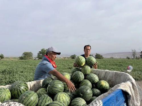 莱芜的吃瓜视频从哪里看